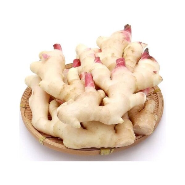 新ショウガ150g (カンダール)