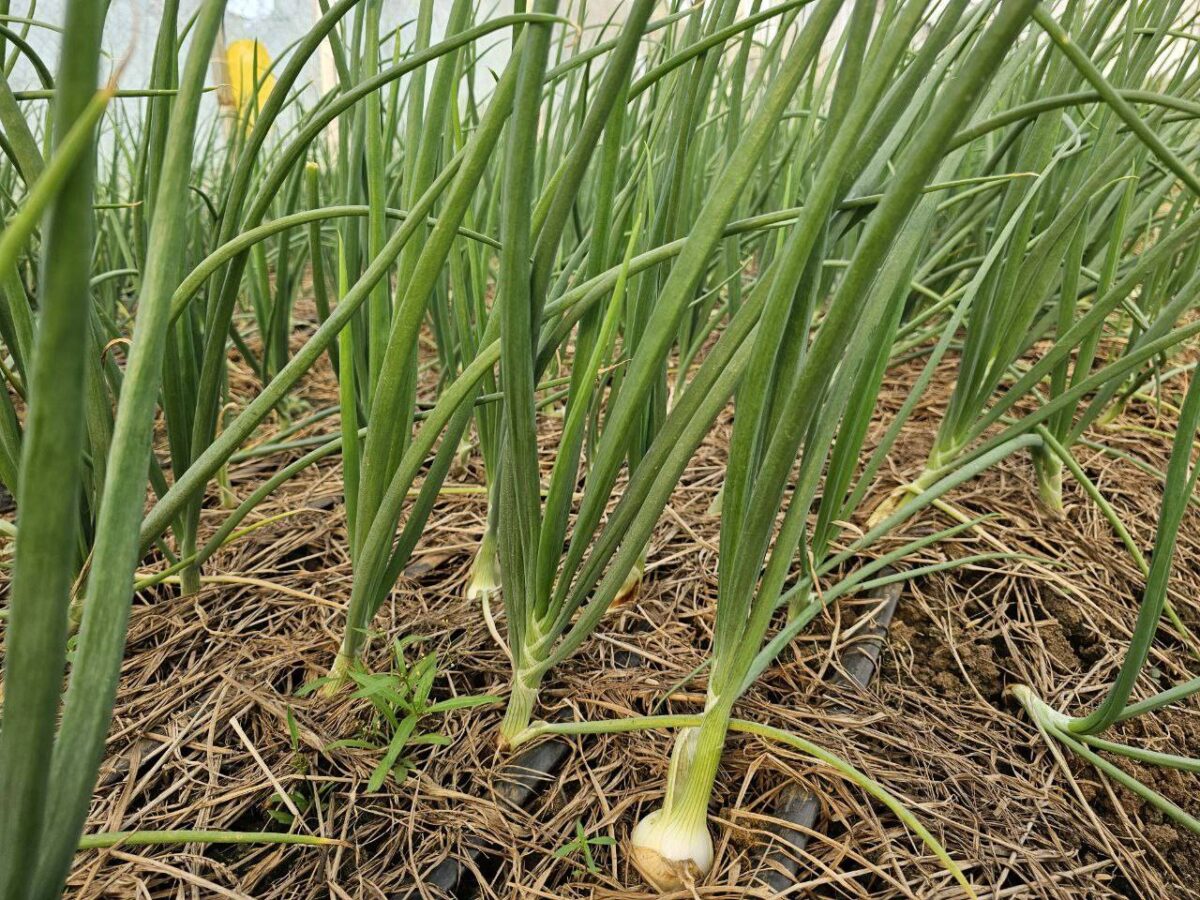 葉付き新玉ねぎ（白）500g (4-5pcs) (バンテイメンチェイ) - 画像 (2)