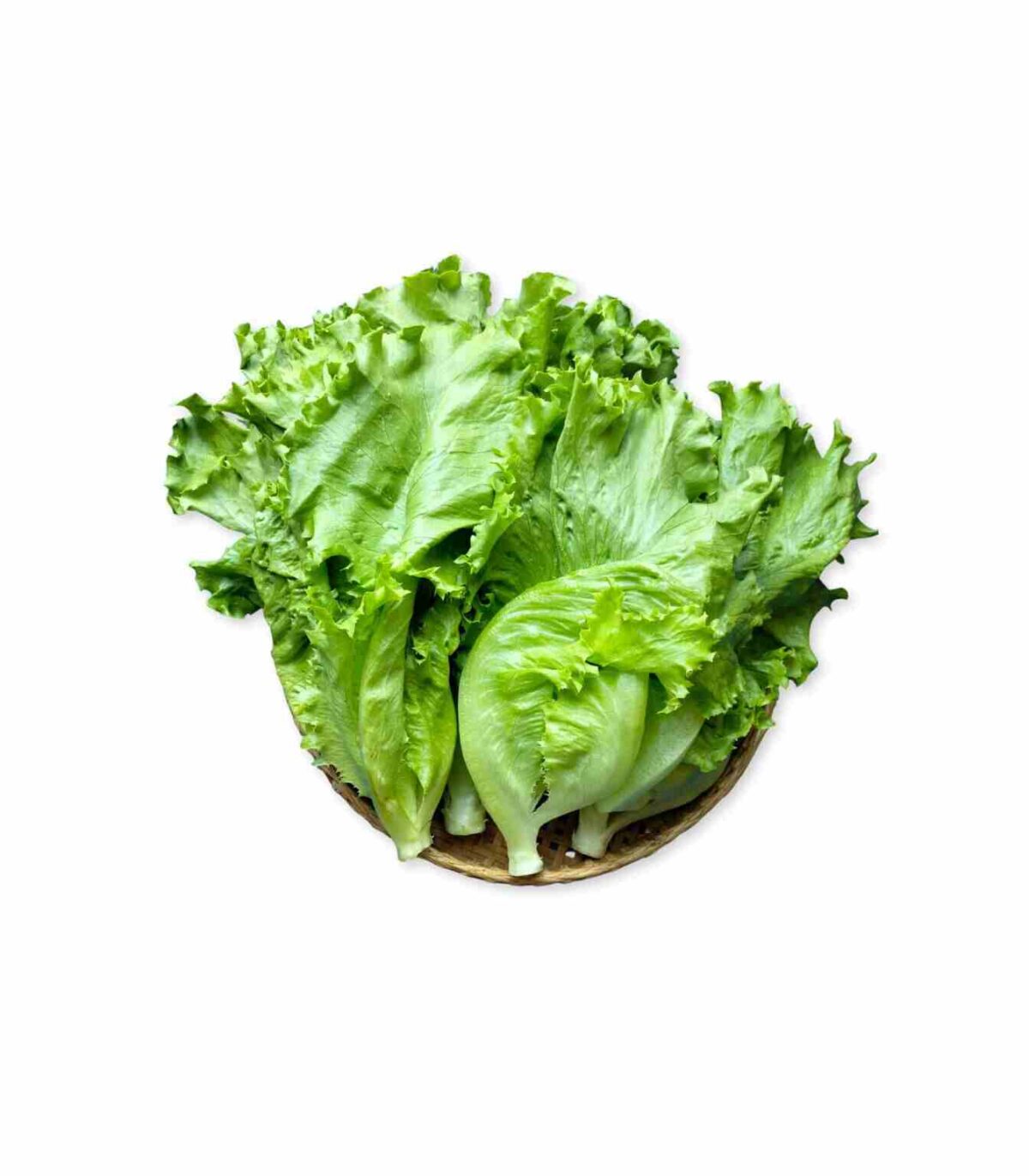 バタビアレタス 200g (カンダール) - 画像 (1)