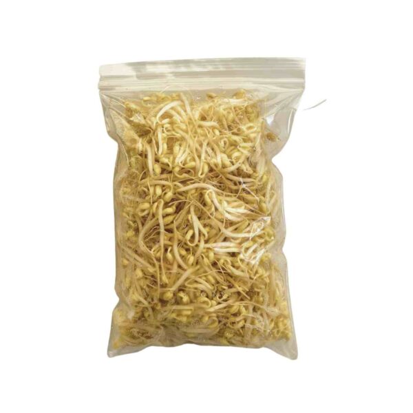 もやし 250g (プノンペン)