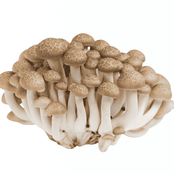 ブラウンしめじ (中国)