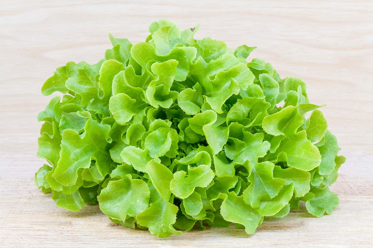 green oak leaf lettuce 1
