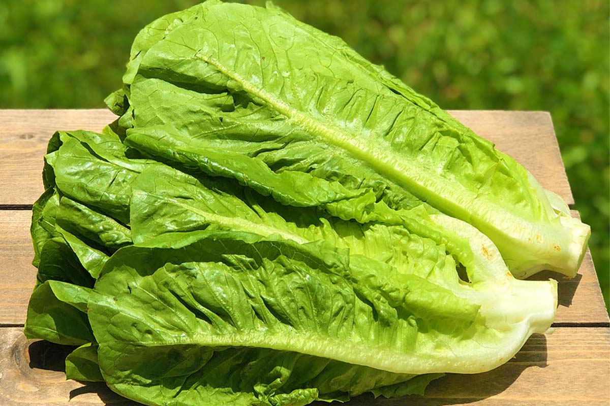 romaine lettuce 1